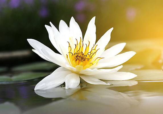 포토 JPG 해외이미지 식물 꽃잎 꽃 실루엣 호수 백그라운드 잎 오렌지 자연 휴식 사람없음 장식 빨간색 초록색 물 빛 노란색 일출 정원 일몰 봄 새벽 벚꽃 광선 흰색 서핑 닫기 불기 묘사 파열 내추럴 꽃수술 우수 해외202004 해외포토 자연요소 계절 컬러 컨셉 과일 모션 촬영기법 노을 수상스포츠 절기 생태계 파일형식 이미지허브