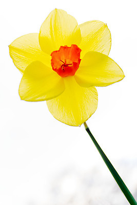 포토 JPG 해외이미지 꽃잎 꽃 줄기 오렌지 사람없음 노란색 봄 흰색 수선화 해외202004 해외포토 식물 계절 컬러 과일 파일형식 이미지허브