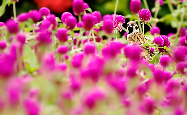 포토 JPG 해외이미지 식물 공원 꽃잎 꽃 줄기 꽃다발 백그라운드 잎 꽃무늬 밭 자연 조류 사람없음 야외 초록색 컬러풀 귀여움 환경 정원 보라색 벚꽃 시골 신선 개화 원예 참새 내추럴 강렬 해외202004 해외포토 동물 공공시설 컬러 컨셉 무늬 농업 취미 생태계 파일형식 이미지허브