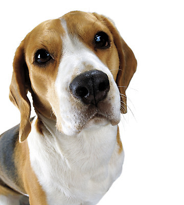 포토 JPG 해외이미지 동물 척추동물 1 응시 행복 얼굴 포유류 생물 산 건강 사랑 앉기 성인 사람없음 반려동물 머리 검은색 흰색 양 양치기 개 리트리버 강아지 작음 큼 묘사 슛 노려봄 송곳니 고립 기르기 복종 해외202004 해외포토 직업 시선 감정 컬러 모션 표정 사람 신체부위 치아 크기 돌봄 파일형식 이미지허브