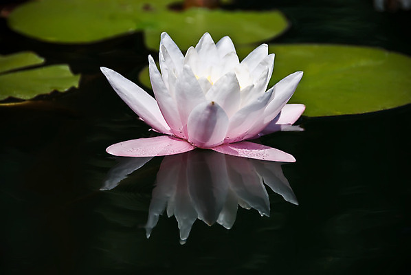 포토 JPG 해외이미지 식물 계절 공원 꽃잎 꽃 호수 선 분홍색 백그라운드 잎 꽃무늬 자연 연꽃 동양인 사람없음 야외 빨간색 초록색 물 여름 반사 평화 환경 정원 보라색 중국 달력 벚꽃 흰색 연못 신선 신용카드 개화 백합 명상 엽서 이국적 해외202004 해외포토 자연요소 공공시설 아시아 컬러 컨셉 무늬 인종 금융 편지 생태계 파일형식 이미지허브