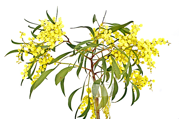 포토 JPG 해외이미지 나무 꽃 자연 매달리기 사람없음 야외 컬러풀 노란색 맑음 봄 개화 포르투갈 상록수 아카시아 해외202004 해외포토 식물 계절 유럽 컬러 모션 날씨 생태계 파일형식 이미지허브