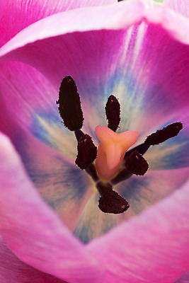 포토 JPG 해외이미지 식물 계절 꽃 꽃무늬 자연 부활절 발렌타인데이 선물 사랑 사람없음 우주 정원 활발 튤립 벚꽃 신선 닫기 중앙 수분 꽃집 묘사 싱글 원예 꽃가루 내추럴 해외202004 해외포토 기념일 감정 컨셉 무늬 모션 데이이벤트 취미 상점 가루 생태계 파일형식 이미지허브