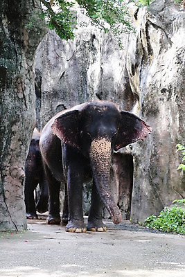 포토 JPG 해외이미지 동물 아시아 여행 포유류 태국 자연 코끼리 사람 동양인 사람없음 야외 여행객 보호 숲 큼 사파리 쇼 해외202004 해외포토 나라 컨셉 인종 크기 생태계 파일형식 이미지허브