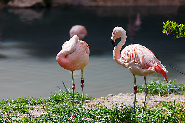 포토 JPG 해외이미지 동물 야생동물 분홍색 여행 컨셉 2 오렌지 아프리카 자연 조류 하늘 동물원 사랑 풍경 사람없음 물 여름 컬러풀 장미 산책 활발 흰색 연못 그룹 플라밍고 깃털 부리 목 케냐 내추럴 동물상 이국적 해외202004 해외포토 자연요소 계절 꽃 감정 나라 컬러 과일 휴식 신체부위 조형물 생태계 파일형식 이미지허브