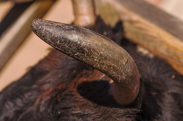 포토 JPG 해외이미지 동물 1 백그라운드 농업 포유류 자연 뼈 뿔 사람없음 야외 농장 갈색 머리 검은색 가축 소고기 시골 소 큼 트로피 심볼 묘사 황소 사냥 내추럴 밭일 해골모형 해외202004 해외포토 산업 컬러 육류 신체부위 모형 크기 상_우승 생태계 파일형식 이미지허브