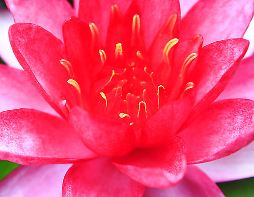 포토 JPG 해외이미지 식물 1 꽃잎 꽃 아시아 선 분홍색 백그라운드 잎 자연 사람없음 초록색 물 빛 노란색 정원 어둠 봄 젖음 벚꽃 흰색 연못 오픈 개화 그래피티 큼 아래 명상 싱글 내추럴 패드 이국적 해외202004 해외포토 자연요소 계절 나라 컬러 낙서 크기 방향 그림 생태계 위치 파일형식 이미지허브