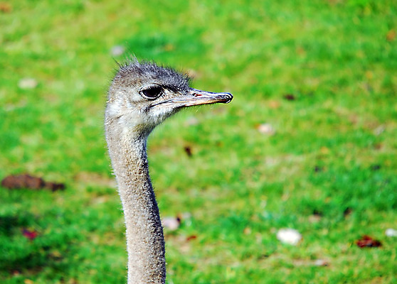 포토 JPG 해외이미지 동물 응시 얼굴 아프리카 자연 조류 사람없음 야외 머리 유머 깃털 호기심 부리 목 타조 동물상 해외202004 해외포토 시선 감정 나라 컨셉 신체부위 조형물 생태계 파일형식 이미지허브