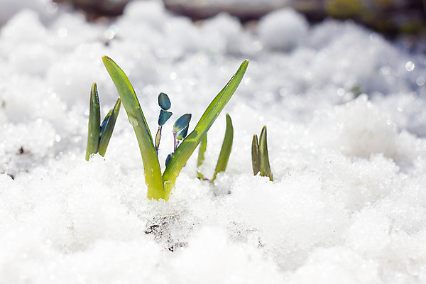 포토 JPG 해외이미지 식물 계절 꽃잎 꽃 꽃다발 백그라운드 잎 겨울 꽃무늬 자연 사람없음 야외 초록색 파란색 머리 정원 봄 성장 벚꽃 신선 개화 떨어짐 숲 4월 묘사 내추럴 블루벨 처음 헌병 해외202004 해외포토 컬러 컨셉 무늬 신체부위 군인 날짜 생태계 파일형식 이미지허브