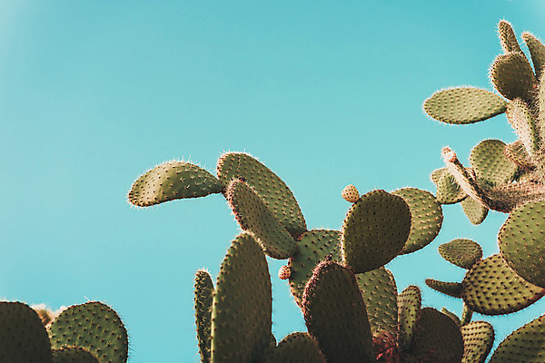 포토 JPG 해외이미지 식물 디자인 백그라운드 컨셉 추상 선인장 미술 사람없음 여름 컬러풀 유행 가시 수집 네온 강렬 고립 정물화 특별함 파스텔톤 팝 스타일 힙스터 비건 미니멀 해외202004 해외포토 계절 패션 컬러 무늬 문화예술 그림 채식주의자 파일형식 이미지허브