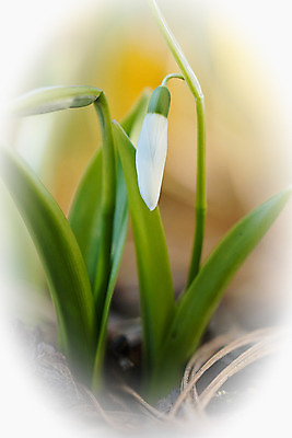 포토 JPG 해외이미지 식물 꽃잎 꽃 겨울 꽃무늬 자연 사람없음 야외 정원 봄 성장 벚꽃 흰색 신선 개화 원예 화단 영원 헌병 해외202004 해외포토 계절 컬러 무늬 취미 군인 생태계 파일형식 이미지허브