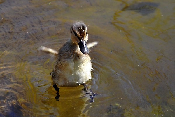 포토 JPG 해외이미지 오리 사람없음 달콤 해외202004 해외포토 조류 맛 파일형식 이미지허브