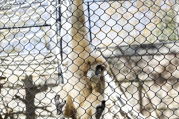 포토 JPG 해외이미지 동물 손 야생동물 장난 포유류 태국 자연 매달리기 동물원 사람없음 야외 갈색 중국 활발 흰색 원숭이 잡기 보호 열대우림 속도 인도네시아 부드러움 라오스 멸종 유인원 말레이시아 소셜 카피스페이스 해외202004 해외포토 아시아 컬러 컨셉 모션 신체부위 공백 감각 숲 생태계 파일형식 이미지허브