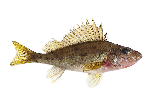 포토 JPG 해외이미지 1 어류 사람없음 작음 피부 흰배경 눈금 지느러미 고립 민물 해외202004 해외포토 백그라운드 신체부위 수중동물 흰색 크기 파일형식 이미지허브