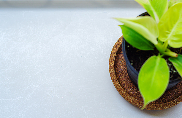 포토 JPG 해외이미지 나무 식물 디자인 꽃 벽 백그라운드 잎 꽃무늬 자연 탁자 추상 선반 선인장 주택 실내 사람없음 내부 목재 장식 초록색 여름 우주 정원 봄 방 수확 성장 흰색 신선 냄비 정상 작음 책상 오브젝트 원예 내추럴 고립 심기 스타일 미니멀 해외202004 해외포토 계절 컬러 가구 무늬 농업 재료 모션 취미 건물 솥 크기 생태계 파일형식 이미지허브