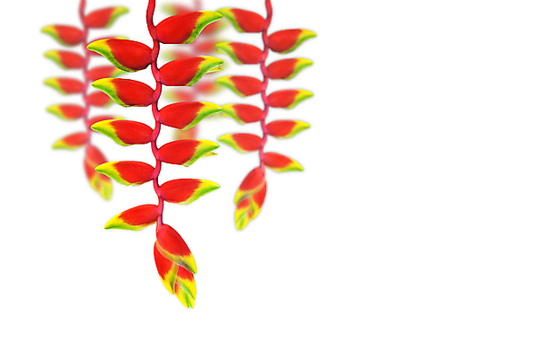 포토 JPG 해외이미지 식물 공원 꽃 여행 백그라운드 자국 자연 조류 휴가 손바닥 풍경 사람없음 야외 빨간색 초록색 벚꽃 흰색 숲 열대우림 묘사 하와이 장면 태평양 강렬 고립 이국적 집게발 파라다이스 해외202004 해외포토 동물 손 공공시설 바다 컬러 미국 생태계 파일형식 이미지허브