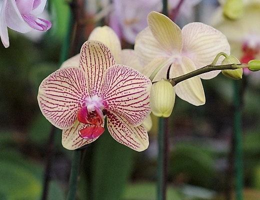 포토 JPG 해외이미지 식물 꽃잎 꽃 줄기 잎 꽃무늬 자연 사람없음 장식 빨간색 초록색 컬러풀 노란색 정원 보라색 봄 줄무늬 벚꽃 나뭇가지 신선 점 난초 우아함 닫기 호접란 내추럴 강렬 이국적 취급주의 해외202004 해외포토 나무 계절 컬러 컨셉 무늬 모션 경고 생태계 파일형식 이미지허브