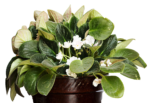 포토 JPG 해외이미지 식물 꽃잎 꽃 화초 꽃다발 잎 꽃무늬 취미 사람없음 장식 초록색 파란색 보라색 봄 벚꽃 흰색 냄비 제비꽃 원예 내추럴 고립 심기 해외202004 해외포토 계절 컬러 무늬 모션 솥 파일형식 이미지허브