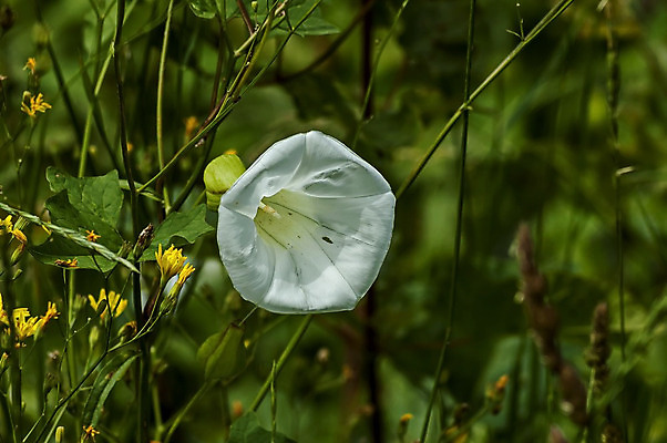 포토 JPG 해외이미지 꽃 자연 사람없음 야외 흰색 독말풀 해외202004 해외포토 식물 컬러 생태계 파일형식 이미지허브