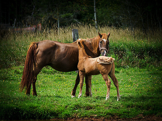 포토 JPG 해외이미지 동물 섬 캐나다 엄마 사랑 사람없음 농장 가축 시골 아기 망아지 밭일 왕자 해외202004 해외포토 감정 새끼 북아메리카 농업 가족 사람 말_동물 파일형식 이미지허브