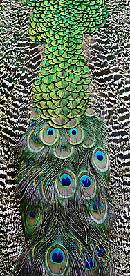 포토 JPG 해외이미지 동물 남자 야생동물 백그라운드 패턴 자연 조류 추상 동물원 사람없음 초록색 파란색 컬러풀 활발 닫기 공작 인도인 깃털 묘사 질감 꼬리 부리 내추럴 해외202004 해외포토 외국인 컬러 컨셉 무늬 모션 사람 동양인 생태계 파일형식 이미지허브