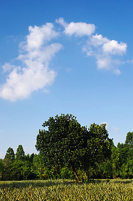포토 JPG 해외이미지 나무 식물 백그라운드 밭 농업 과일 태국 자연 하늘 풍경 사람없음 야외 파란색 농장 환경 시골 신선 땅 파인애플 유기농 해외202004 해외포토 웰빙 산업 아시아 컬러 열대과일 생태계 파일형식 이미지허브