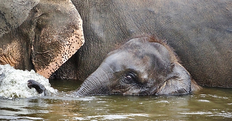 포토 JPG 해외이미지 동물 1 행복 호수 야생동물 여행 백그라운드 캐나다 패턴 포유류 아프리카 자연 코끼리 털 종류 사람없음 초록색 여름 맑음 수영 놀람 저녁 유혹 사파리 그림 꼬리 엽서 귀 케냐 토론토 8월 고립 탄자니아 흥미 해외202004 해외포토 계절 감정 나라 컬러 컨셉 북아메리카 무늬 날씨 표정 신체부위 수상스포츠 날짜 야간 편지 생태계 파일형식 이미지허브