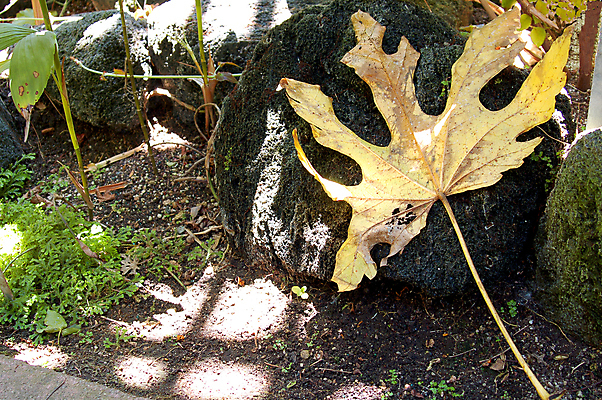 포토 JPG 해외이미지 식물 단풍 잎 자연 건조 이끼 사람없음 초록색 햇빛 노란색 해외202004 해외포토 컬러 태양 생태계 파일형식 이미지허브