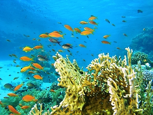 포토 JPG 해외이미지 식물 동물 야생동물 자연 표면 어류 사람없음 물 반사 수중 투명 스노클링 산호 다이빙 암초 동물상 해외202004 해외포토 자연요소 조형물 수영 수중동물 수상스포츠 자포동물 생태계 수중스포츠 파일형식 이미지허브