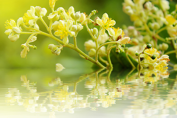 포토 JPG 해외이미지 나무 식물 꽃잎 꽃 음식 백그라운드 잎 꽃무늬 패턴 자연 건강 사람없음 야외 장식 초록색 여름 정원 맑음 봄 성장 벚꽃 흰색 나뭇가지 신선 개화 닫기 과수원 묘사 원예 아로마 내추럴 고립 꽃수술 해외202004 해외포토 계절 컬러 무늬 농업 모션 날씨 취미 생태계 파일형식 이미지허브