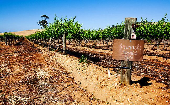 포토 JPG 해외이미지 꽃 농업 과일 하늘 포도 풍경 사람없음 야외 초록색 농작물 농장 와인 맑음 봄 수확 시골 신선 뜨거움 호주 포도밭 먼지 깊이 양조장 해외202004 해외포토 식물 계절 산업 컬러 밭 날씨 주류 오세아니아 파일형식 이미지허브