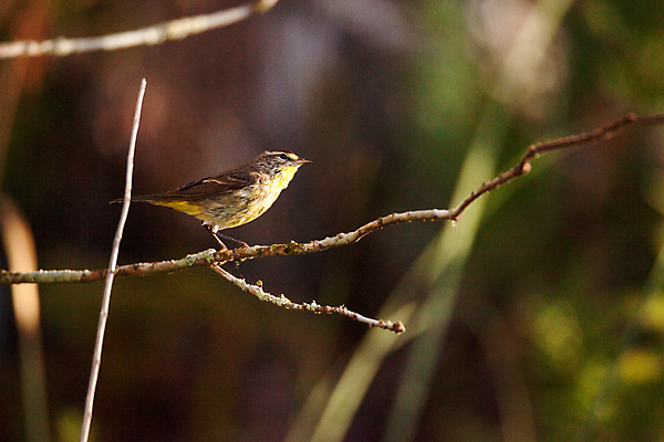 포토 JPG 해외이미지 자연 조류 앉기 사람없음 소나무 벌레 나폴리 플로리다 해외202004 해외포토 나무 동물 곤충 모션 미국 이탈리아 생태계 파일형식 이미지허브