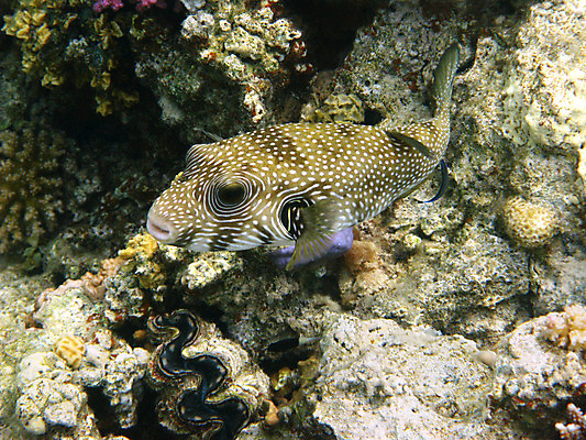 포토 JPG 해외이미지 동물 야생동물 바다 아프리카 자연 휴가 휴식 바닥 이집트 어류 사람없음 물 여름 수중 수영 스노클링 산호 다이빙 암초 발견 깊이 동물상 이국적 해외202004 해외포토 자연요소 계절 나라 컨셉 조형물 수중동물 수상스포츠 자포동물 생태계 수중스포츠 파일형식 이미지허브