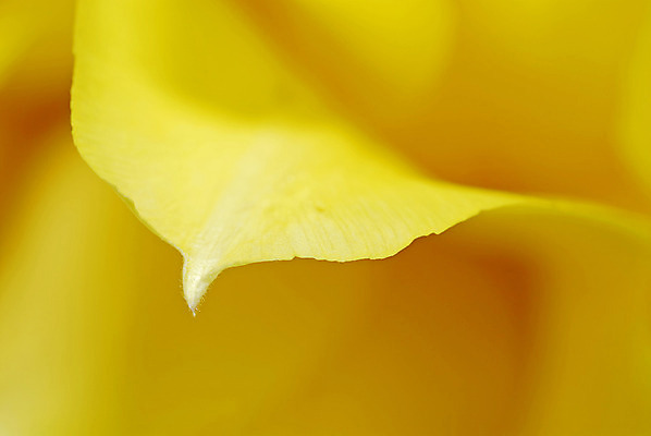 포토 JPG 해외이미지 식물 꽃잎 꽃 꽃다발 백그라운드 데이트 자연 탁자 엄마 선물 이벤트 사람없음 내부 장식 초록색 물 컬러풀 노란색 정원 꽃병 저녁식사 봄 튤립 벚꽃 물방울 축하 신선 이슬 4월 배열 서비스 내추럴 파스텔톤 많음 해외202004 해외포토 자연요소 계절 컬러 가구 컨셉 가족 식사 날짜 생태계 파일형식 이미지허브