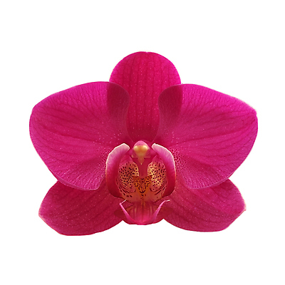 포토 JPG 해외이미지 식물 꽃 화분 꽃다발 백그라운드 잎 꽃무늬 밭 자연 사람없음 장식 초록색 여름 컬러풀 정원 성장 벚꽃 나뭇가지 신선 화려 개화 난초 해외202004 해외포토 나무 계절 컬러 컨셉 무늬 농업 생태계 파일형식 이미지허브