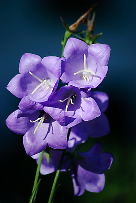 포토 JPG 해외이미지 식물 꽃 자연 하늘 사람없음 초록색 여름 파란색 정원 보라색 봄 종 흰색 제비꽃 묘사 내추럴 캄파눌라 해외202004 해외포토 계절 컬러 생태계 파일형식 이미지허브
