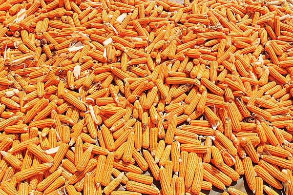 포토 JPG 해외이미지 식물 음식 백그라운드 잎 농업 다이어트 채소 재료 자연 건강 옥수수 요리 사람없음 초록색 여름 농작물 컬러풀 태양 농장 노란색 활발 수확 껍질 흰색 신선 황금 닫기 달콤 낟알 시리얼 먹기 묘사 유기농 알맹이 날것 귀 내추럴 숙성 해외202004 해외포토 자연요소 웰빙 계절 산업 컬러 컨셉 모션 곡류 신체부위 맛 생태계 파일형식 이미지허브