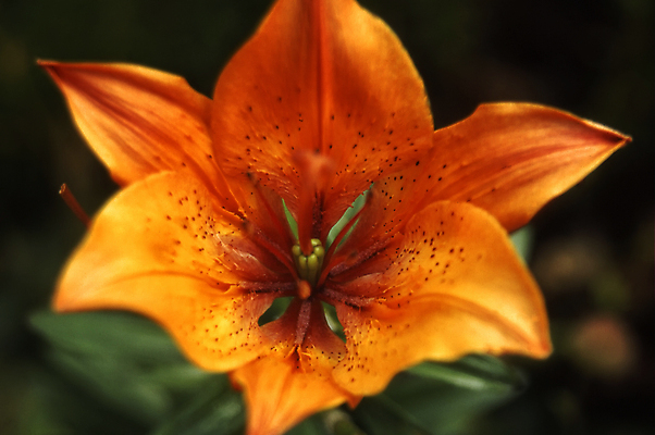 포토 JPG 해외이미지 식물 꽃 유럽 자연 북유럽 노르웨이 사람없음 야외 여름 스칸디나비아 해외202004 해외포토 계절 나라 생태계 파일형식 이미지허브