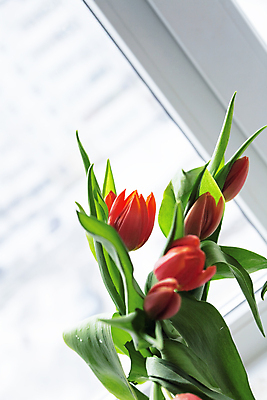 포토 JPG 해외이미지 식물 계절 꽃잎 꽃 길 분홍색 꽃다발 백그라운드 꽃무늬 자연 엄마 휴가 부활절 사람없음 장식 빨간색 초록색 여름 빛 우주 귀여움 봄 튤립 벚꽃 신선 우아함 자르기 배열 허브 우수 해외202004 영광군 해외포토 기념일 컬러 컨셉 무늬 가족 모션 전라남도 절기 생태계 파일형식 이미지허브