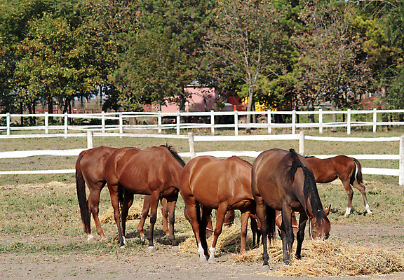 포토 JPG 해외이미지 동물 밭 포유류 자연 사람없음 야외 초록색 농장 갈색 목장 볏짚 방목 먹기 망아지 수유 해외202004 해외포토 새끼 컬러 농업 모션 말_동물 짚 축산업 생태계 파일형식 이미지허브