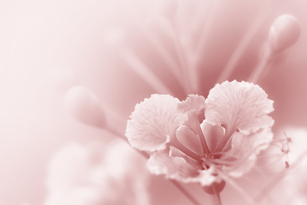 포토 JPG 해외이미지 식물 디자인 꽃 분홍색 꽃다발 백그라운드 컨셉 꽃무늬 일러스트 자연 벽지 추상 수채화 선물 사람없음 빨간색 초록색 물 장미 우주 벚꽃 흰색 신선 최고 다발 만족 보케 아로마 부드러움 공상 파스텔톤 필터 스타일 해외202004 해외포토 자연요소 감정 컬러 무늬 감각 생태계 파일형식 이미지허브