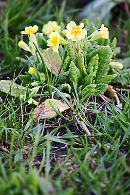 포토 JPG 해외이미지 식물 꽃 자연 사람없음 초록색 파란색 정원 봄 속도 그림 프리뮬러 헌병 해외202004 해외포토 계절 컬러 군인 생태계 파일형식 이미지허브