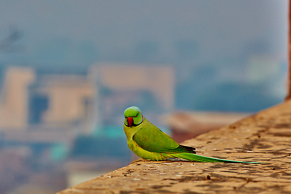 포토 JPG 해외이미지 동물 아시아 야생동물 백그라운드 자연 조류 사람없음 빨간색 초록색 반려동물 컬러풀 노란색 놀람 나뭇가지 닫기 소프트포커스 숲 큼 인도인 묘사 그림 부리 앵무새 슛 치수 감탄 이국적 잉꼬 전국 해외202004 해외포토 외국인 나무 감정 나라 컬러 모션 촬영기법 표정 동양인 크기 생태계 파일형식 이미지허브