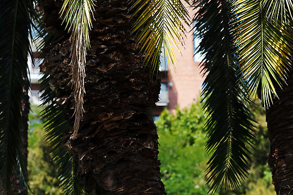 포토 JPG 해외이미지 식물 여행 하늘색 잎 자연 하늘 휴가 휴식 손바닥 사람없음 여름 태양 미국 침묵 만 휴게실 선탠 크루즈 아르헨티나 로스앤젤레스 파라다이스 해외202004 해외포토 자연요소 손 계절 컨셉 북아메리카 배_교통 파란색 소리 남아메리카 생태계 파일형식 이미지허브