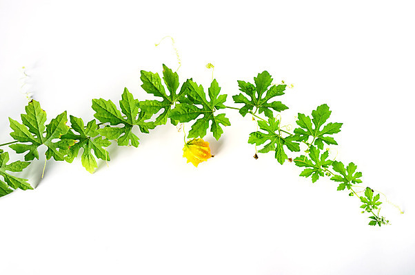 포토 JPG 해외이미지 식물 디자인 길 줄기 잎 꽃무늬 패턴 모션 추상 사람없음 그래픽 장식 세로 초록색 여름 정원 봄 성장 흰색 나뭇가지 화려 덩굴 숲 오브젝트 싱글 에코 정맥 고립 효과 해외202004 해외포토 나무 계절 꽃 컬러 컨셉 무늬 환경 혈관 파일형식 이미지허브