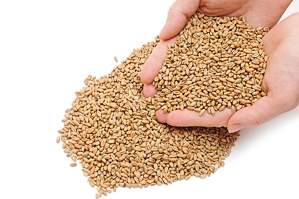 포토 JPG 해외이미지 손 음식 농업 재료 손가락 자연 건조 옥수수 씨앗 사람없음 농작물 수확 흰색 잡기 닫기 농부 먹이 낟알 자르기 시리얼 밀 먹기 기아 순수 묘사 유기농 날것 보리 흙더미 고립 밭일 숙성 호밀 많음 차단 해외202004 해외포토 식물 직업 웰빙 산업 컬러 컨셉 모션 곡류 신체부위 흙 사회이슈 생태계 파일형식 더미 이미지허브