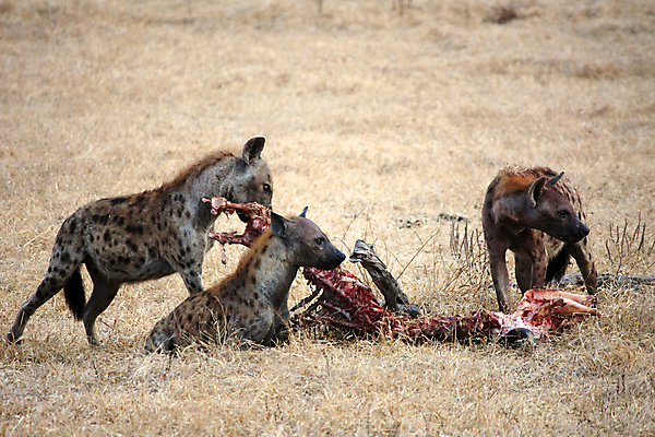 포토 JPG 해외이미지 동물 응시 야생동물 여행 밭 포유류 아프리카 자연 조류 산 서기 풍경 사람없음 옆모습 가로 파란색 노란색 점 황무지 개 먹기 사파리 육식동물 분화구 송곳니 가젤 사바나 수유 열대기후 탄자니아 평야 수평선 해외202004 해외포토 시선 나라 뷰포인트 컬러 농업 모션 치아 생태계 화산 파일형식 이미지허브