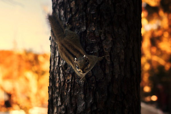 포토 JPG 해외이미지 동물 아시아 여행 자연 풍경 사람없음 관광지 중국 다람쥐 내추럴 해외202004 해외포토 나라 설치류 생태계 파일형식 이미지허브