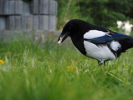 포토 JPG 해외이미지 동물 유럽 야생동물 백그라운드 날개 자연 조류 앉기 사람없음 야외 초록색 파란색 컬러풀 환경 검은색 봄 자유 흰색 먹기 깃털 호기심 동물상 지능 해외202004 해외포토 계절 감정 나라 컬러 컨셉 모션 조형물 생태계 파일형식 이미지허브