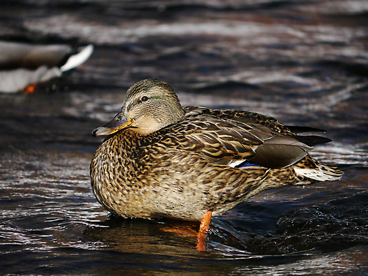 포토 JPG 해외이미지 동물 1 계절 여자 호수 야생동물 겨울 날개 자연 조류 오리 서기 사람없음 야외 옆모습 초록색 물 머리 얼음 봄 추위 흰색 연못 가득함 깃털 오브젝트 싱글 서리 부리 청둥오리 민물 양발 해외202004 해외포토 자연요소 뷰포인트 컬러 모션 사람 신체부위 생태계 파일형식 이미지허브